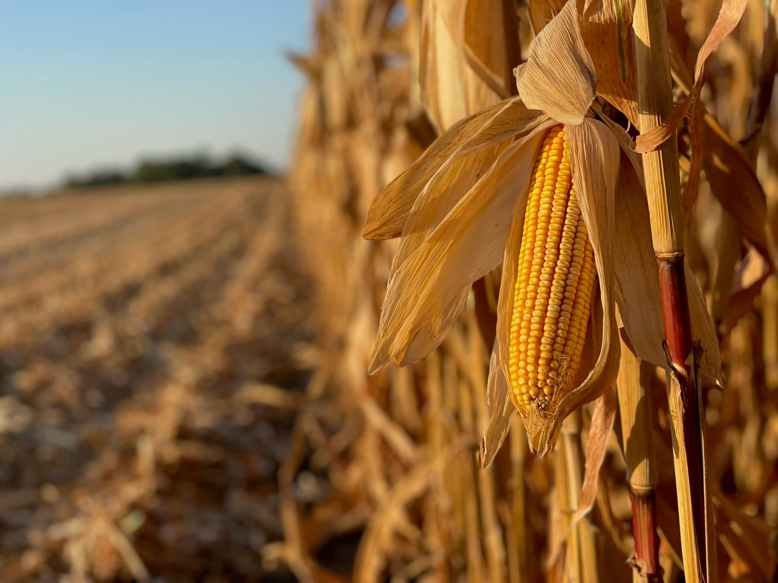 continuum-ag-helping-farmers-sequester-carbon-in-soil-evergreen